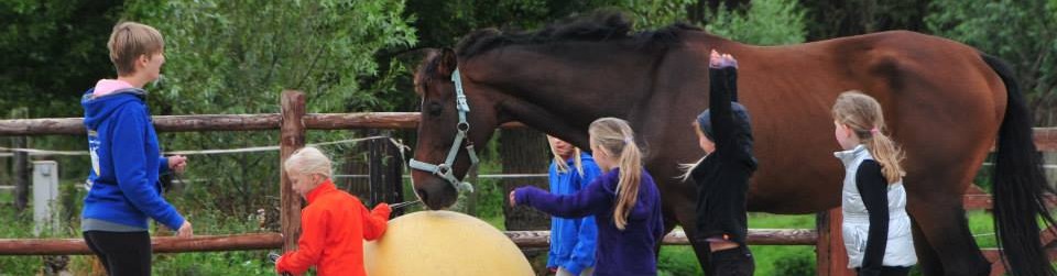 https://www.equicura.be/wp-content/uploads/2016/10/paardenkamp-1-1-960x251.jpg